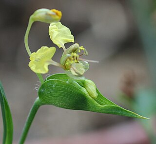 <i>Commelina welwitschii</i> Species of flowering plant