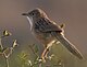 Common Babbler (Turdoides caudatus) in Hodal, Haryana W IMG 6317.jpg