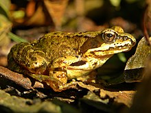 Frogs such as common frogs are a common component of the tawny owl's diet. Common Frog (1).jpg