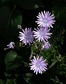 Common chicory in a patch of sunlight