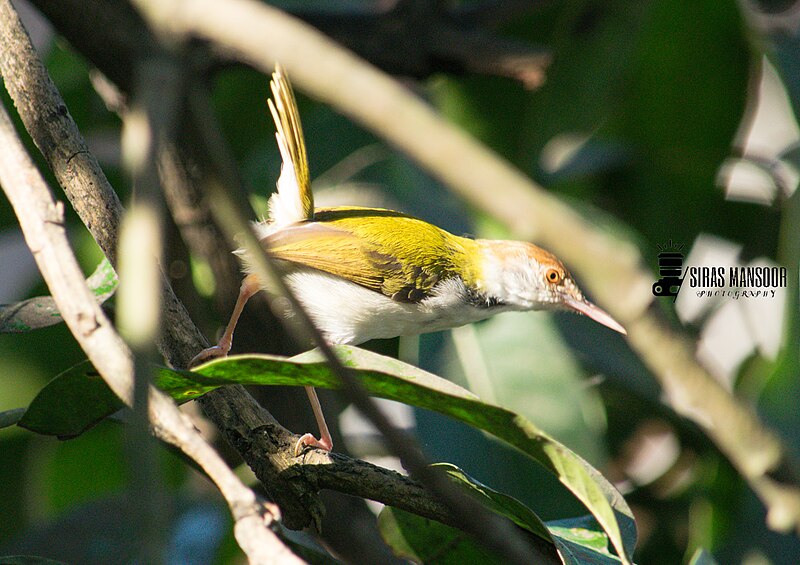File:Common tailorbird, Sri Lanka 2020-04-14.jpg