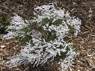 <i>Conospermum stoechadis</i> Species of Australian shrub in the family Proteaceae
