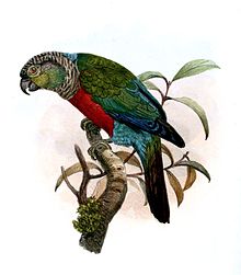 Illustration by Joseph Wolf, 1864 ConurusRhodogasterWolf.jpg