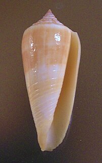 <i>Conus ochroleucus</i> species of mollusc