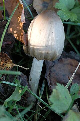 <i>Coprinopsis acuminata</i> Species of fungus