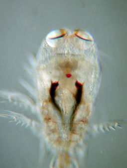 Most copepods have a single naupliar eye in the middle of their head, but copepods of the genera Copilia and Corycaeus possess two eyes. Each eye has a large anterior cuticular lens paired with a posterior internal lens to form a telescope. Corycaeus sp..png