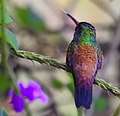 Miniatura per Colibrí amazília culblau