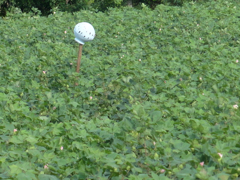 File:Cotton crop in the field.JPG