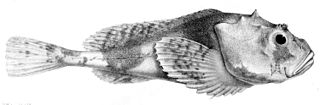 Psychrolutidae Family of fishes
