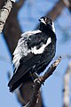 Australian Magpie (Cracticus tibicen hypoleuca) shortly after a bath.