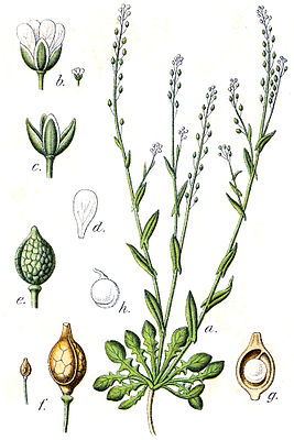 Wendich (Calepina irregularis), illustration