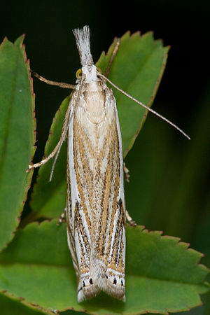 Crambus lathoniellus-03 (xndr).jpg