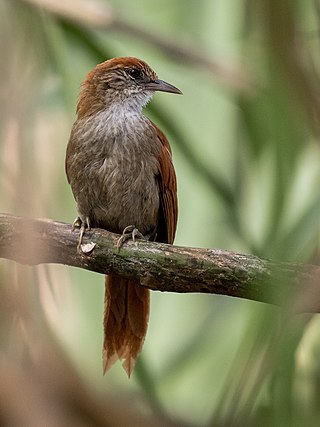 <span class="mw-page-title-main">Parker's spinetail</span> Species of bird