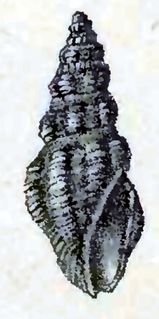 <i>Crassispira consociata</i> Species of gastropod