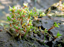 Crassula aquatica plante.png