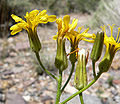 Crepis intermedia üçün miniatür