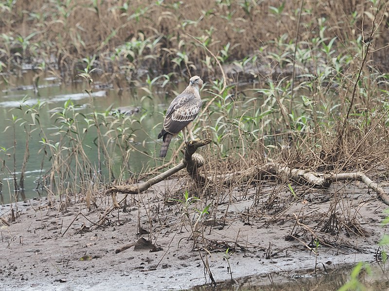 File:Crested Hawk Eagle 013.jpg