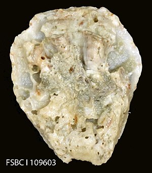 Crested Oyster (11407193563).jpg