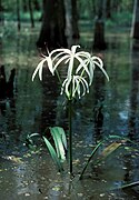 Crinum americanum Type species