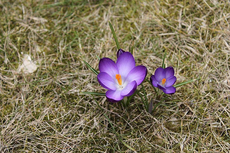 File:Crocus vernus Kraków.jpg