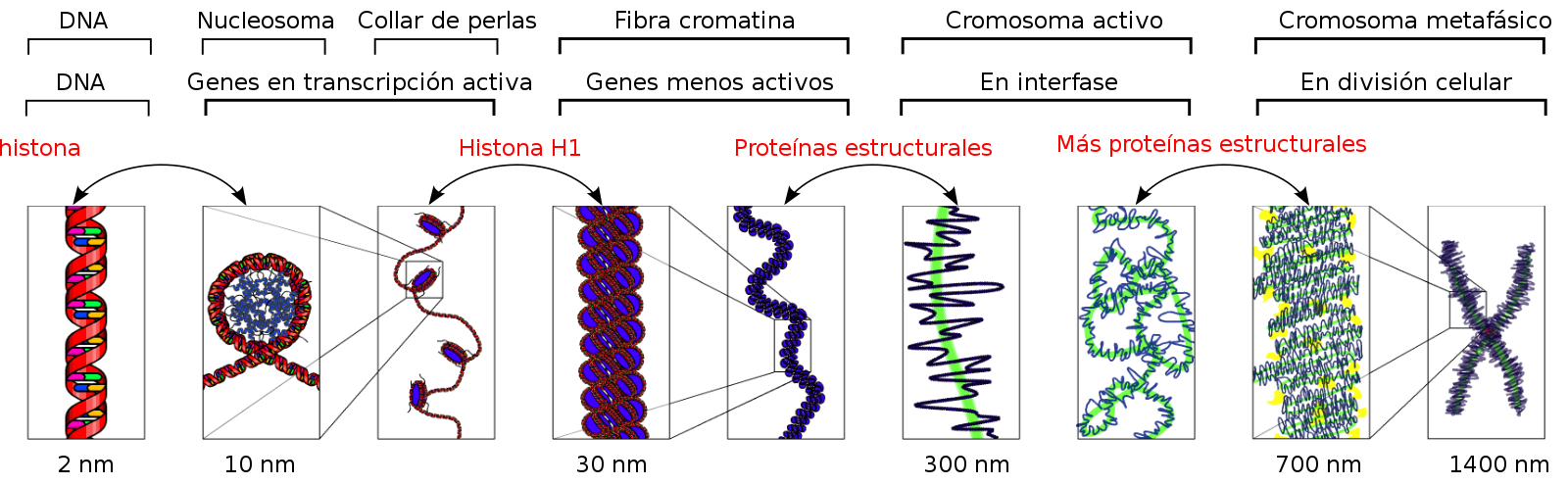 Образование четырех клеток образование однохроматидных хромосом. Строение ядра хроматин. Динамика хромосомного материала в клеточном цикле. Строение ДНК И хромосом. Структура клетки хроматин.
