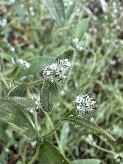 Cryptantha affinis - Matt Berger 01.jpg