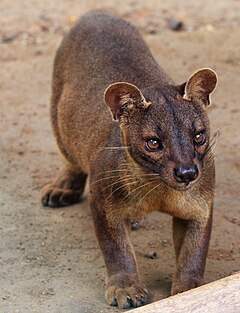 Фоса (Cryptoprocta ferox)