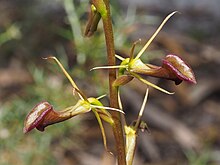 Cryptostylis ovata.jpg 