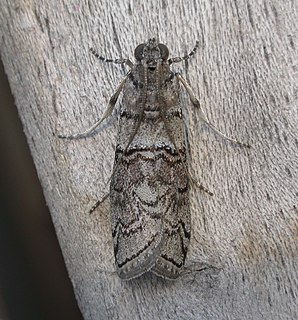 <i>Ctenomeristis</i> Genus of moths