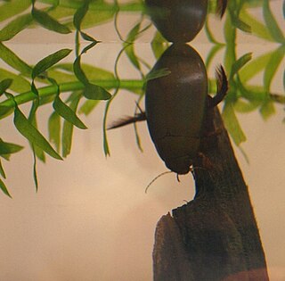 Cybistrinae Subfamily of beetles