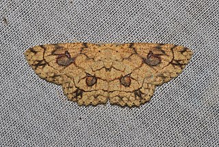 <i>Cyclophora heydena</i> Species of moth