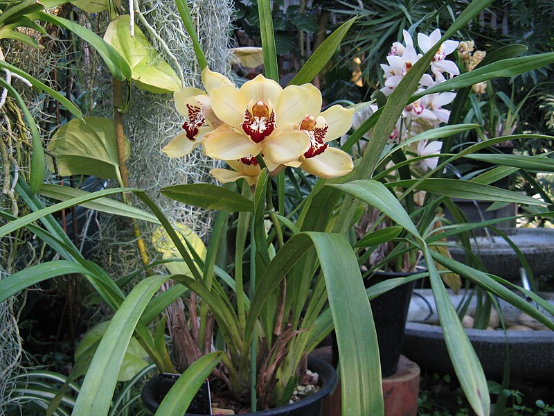 File:Cymbidium Pine Clash 'Moon Venus'2.jpg