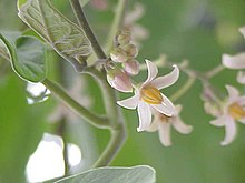 Flower of Solanum betaceum (Cyphomandra betacea) Cyphomandra betacea1.jpg