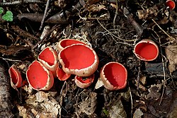 Ģints tipiskā suga - košā agrene (Sarcoscypha coccinea)