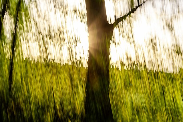 Photograph of a tree, sun, and grass while deliberately shaking the camera