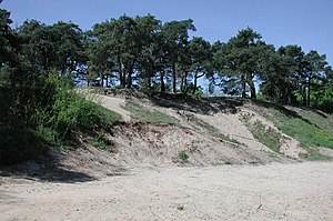 As dunas de Sandhausen, parte do cavalo dirigem para o sul