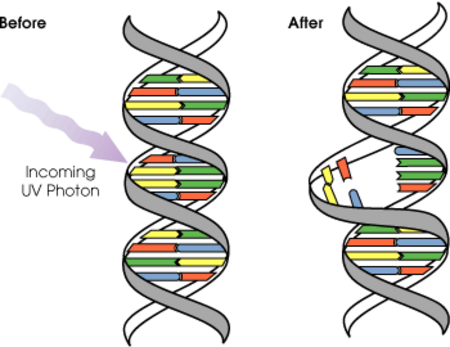 Fail:DNA UV mutation.png