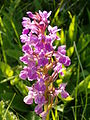 Dactylorhiza occitanica France - Herault