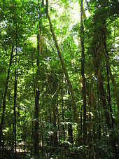 The Daintree Rainforest Daintree Rainforest 4.jpg