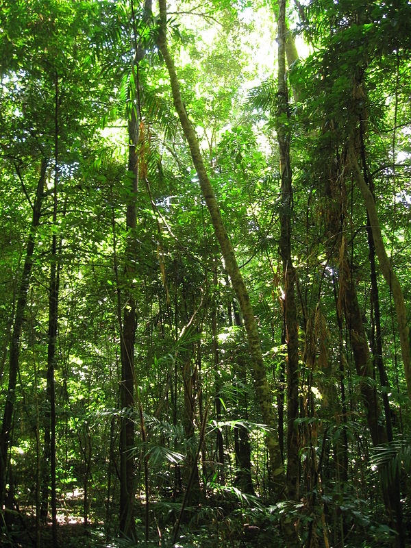 The Daintree Rainforest