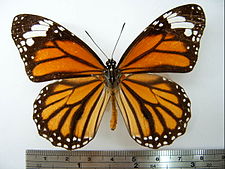 Danaus genutia male Danaus genutia01.JPG