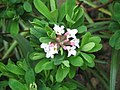 Daphne × burkwoodii flowers