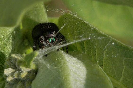 Daring Jumping Spider (Phidippus audax)