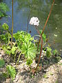 Darmera peltata