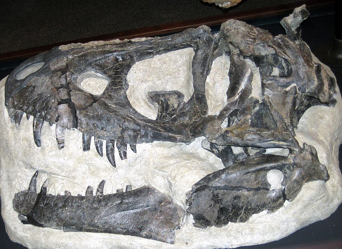 Daspletosaurus horneri