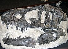 Череп Daspletosaurus horneri, Музей Скалистых гор