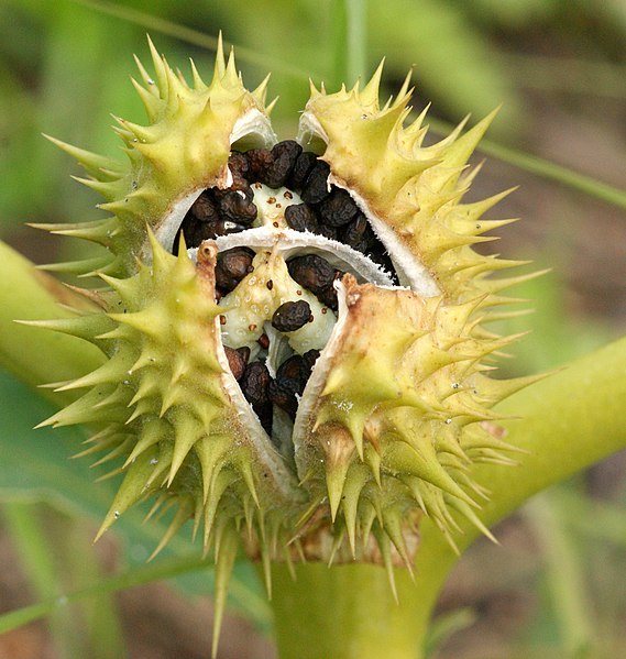 File:Datura stramonium (1).jpg