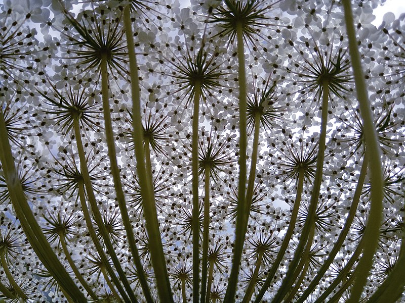 File:Daucus carota (Queen Anne's lace) flower umbell down view.jpg