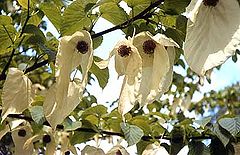 Davidia involucrata