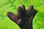 Миниатюра для Файл:Dead man's fingers Xylaria polymorpha.jpg